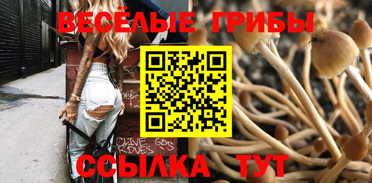 Камышин  Псилоцибиновые грибы Cubensis  Вход с VPN 