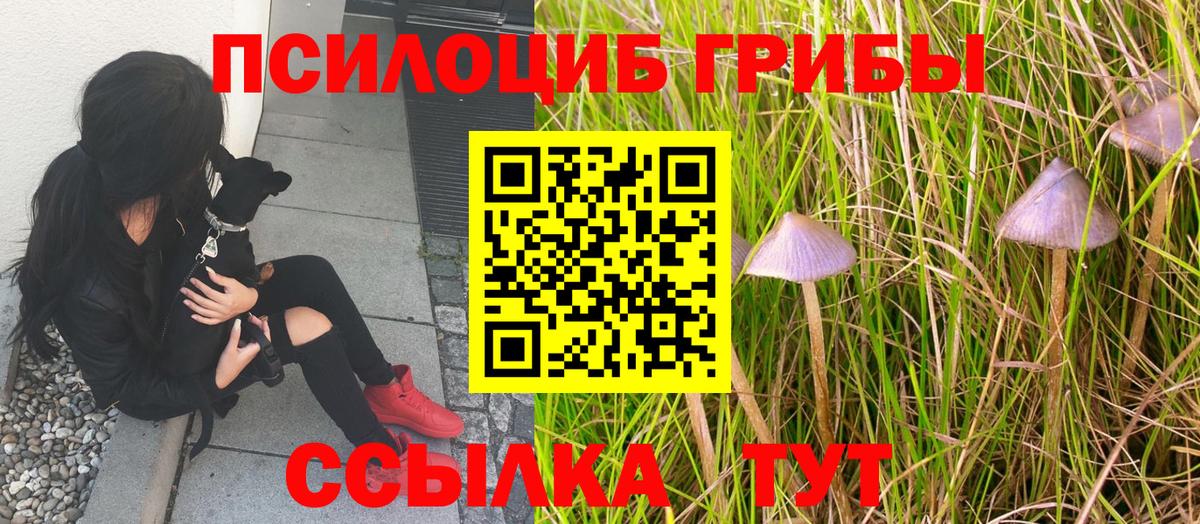 Псилоцибиновые грибы Cubensis Камышин